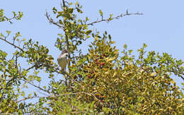 Image of Western Orphean Warbler