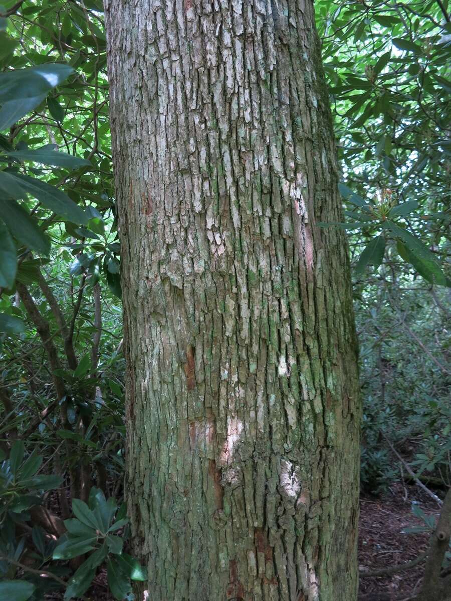 صورة Magnolia acuminata var. acuminata