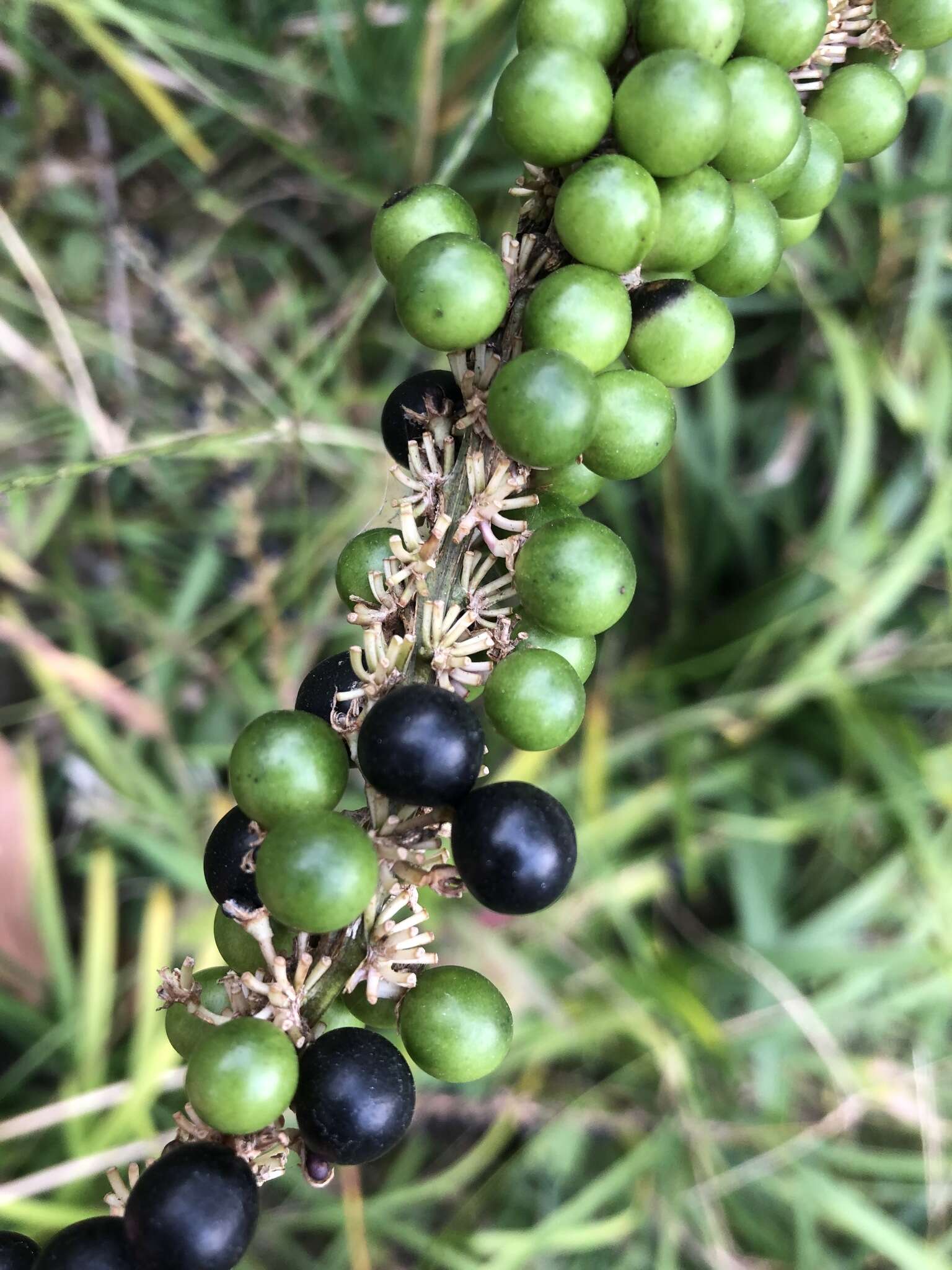 Image of creeping liriope