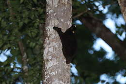 Image of Philippine Flying Lemurs