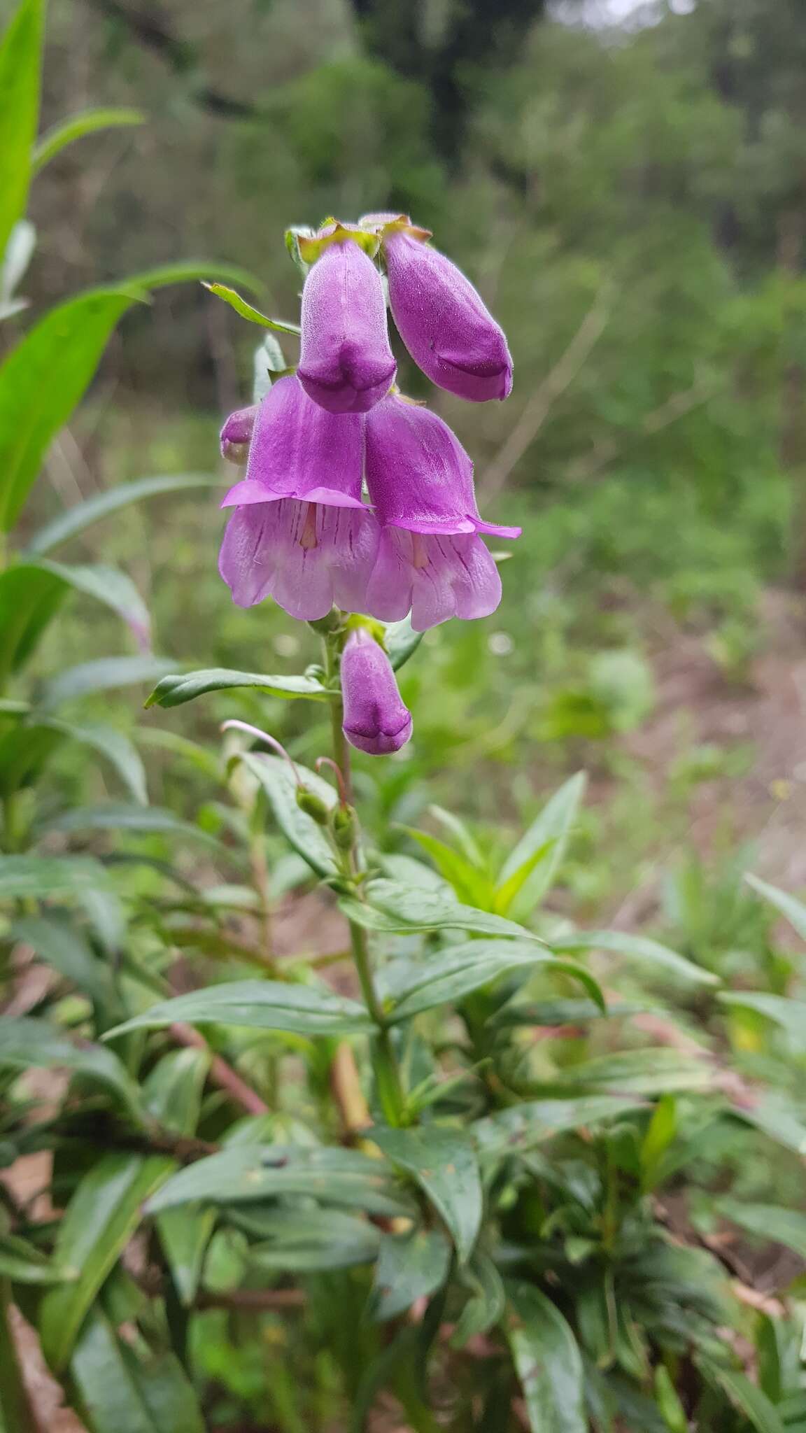 Penstemon gentianoides (Kunth) Poir.的圖片