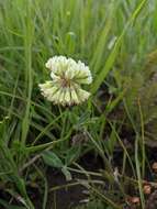 Sivun Trifolium reflexum L. kuva