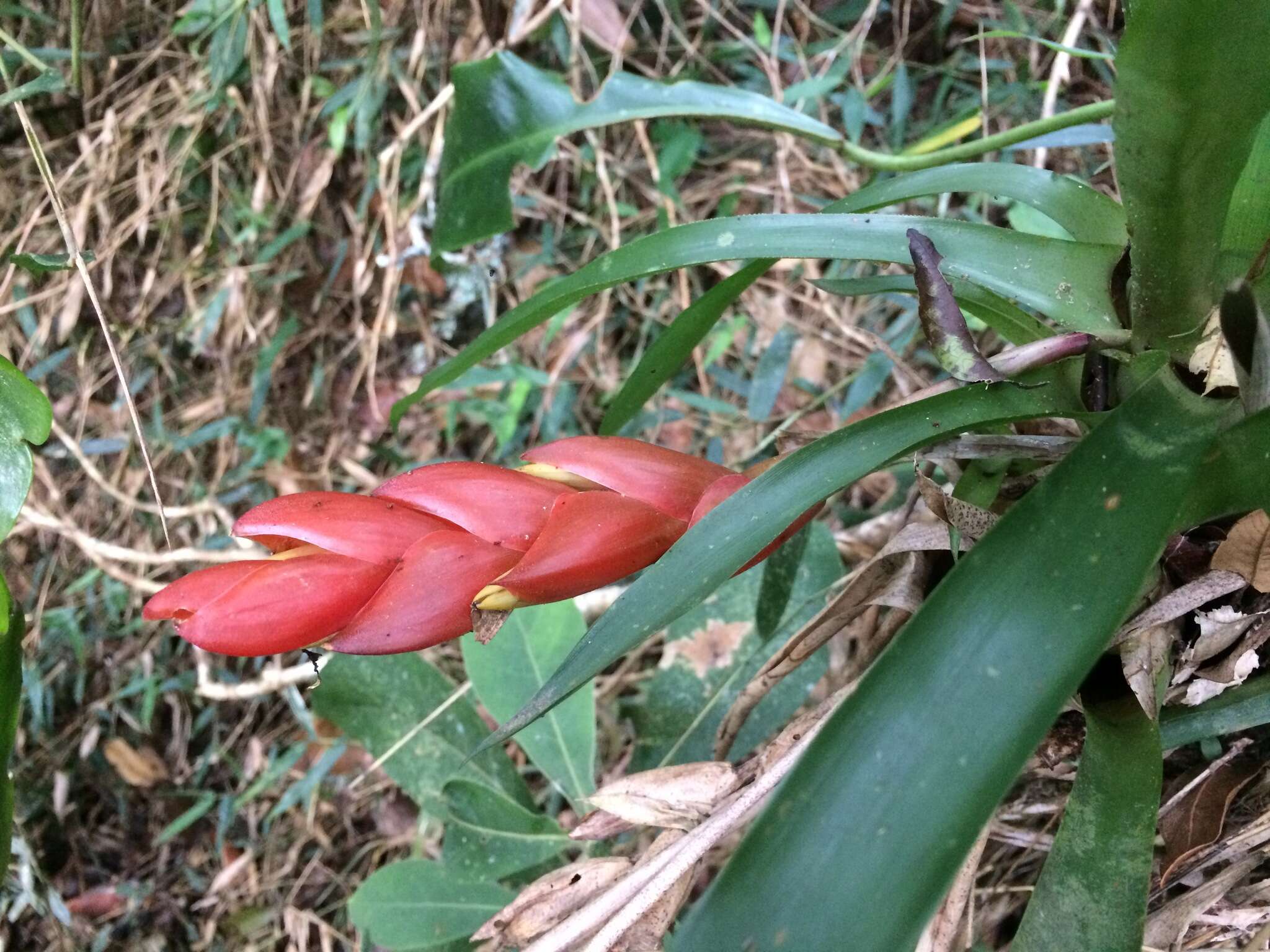 Image of Vriesea heterostachys (Baker) L. B. Sm.