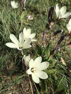 Image of Cape buttercup