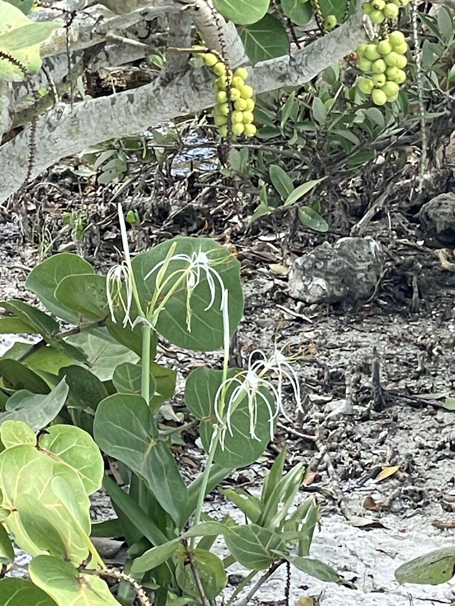 Image of Punta Gorden Spider-Lily