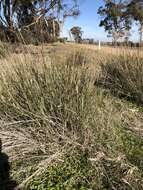 Image of Austrostipa platychaeta (Hughes) S. W. L. Jacobs & J. Everett