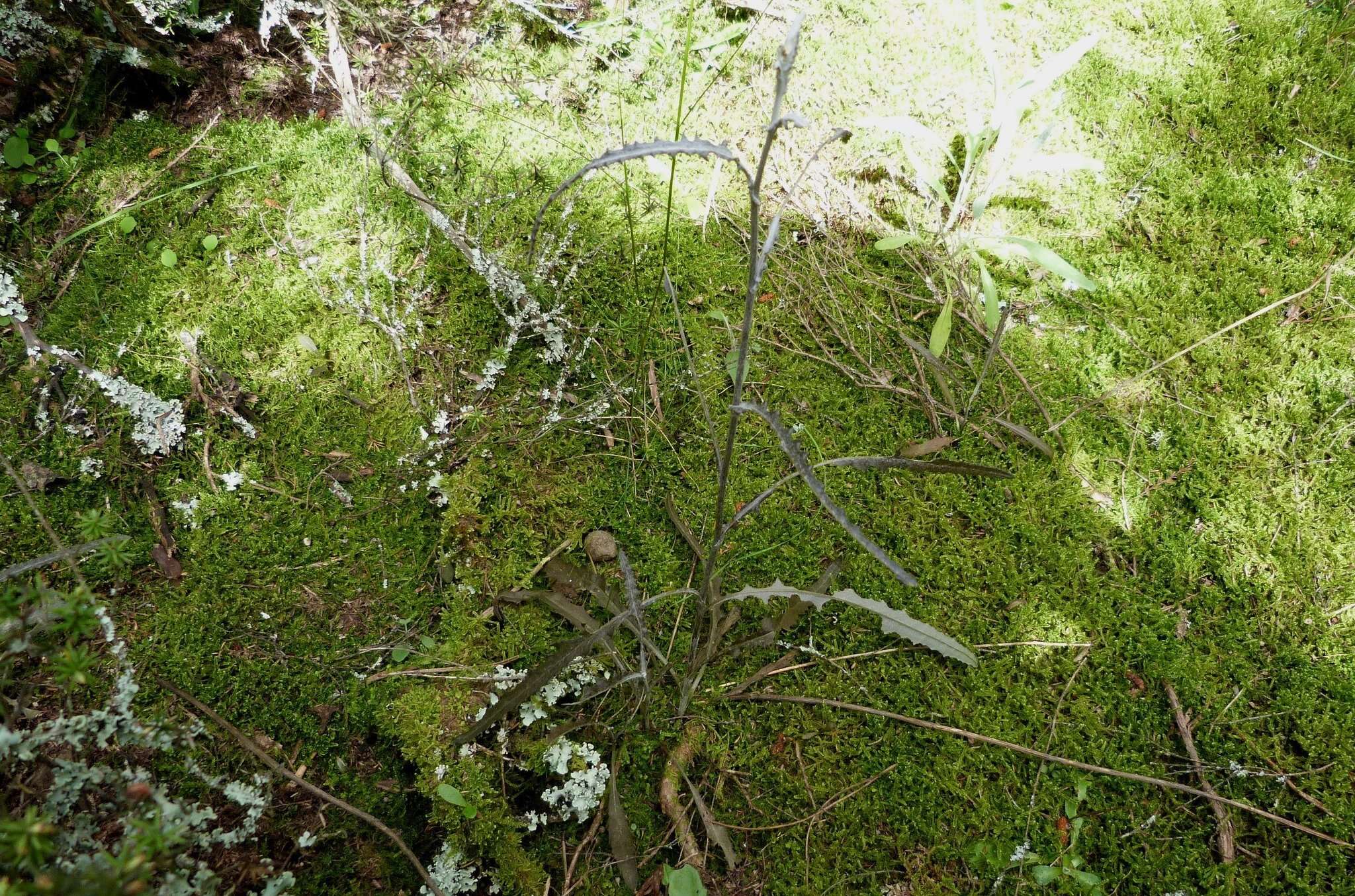 Image of Erechtites diversifolia Petrie.