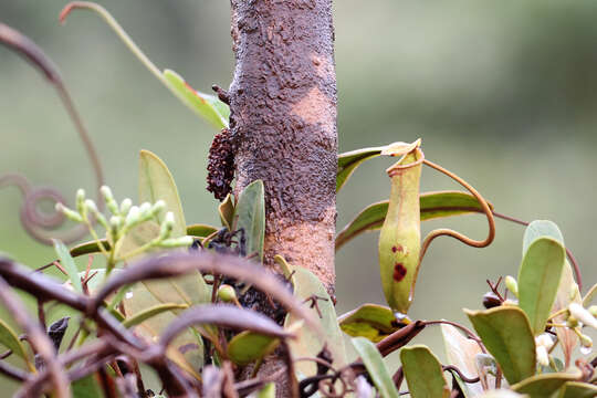 Image of Nepenthes vieillardii Hook. fil.