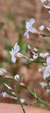 Imagem de Limonium hibericum Erben