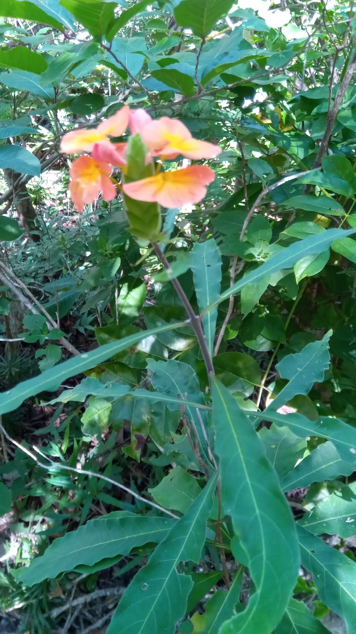 Image of Crossandra quadridentata Benoist