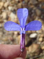 Image of Buck's horn lobelia