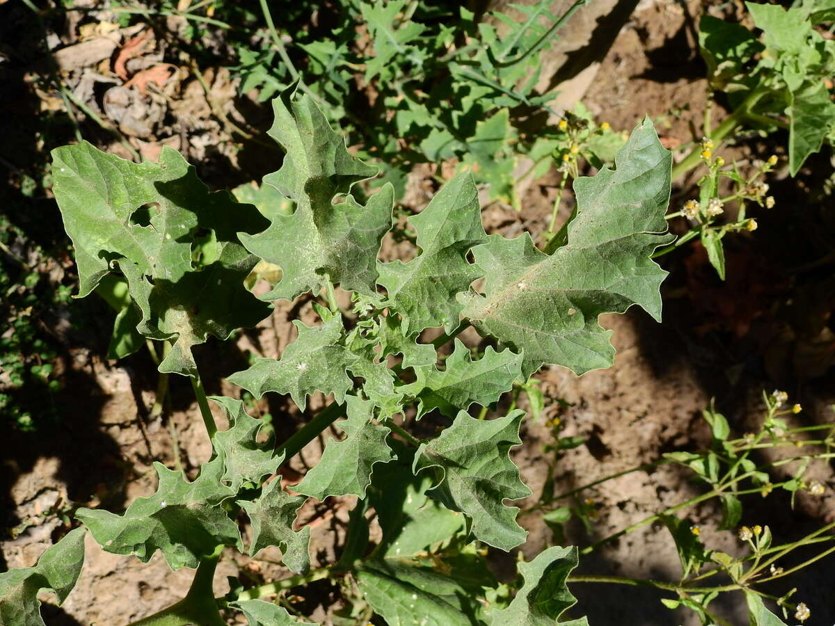 Image de Datura ferox L.