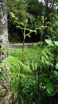 Image of South Asian bracken