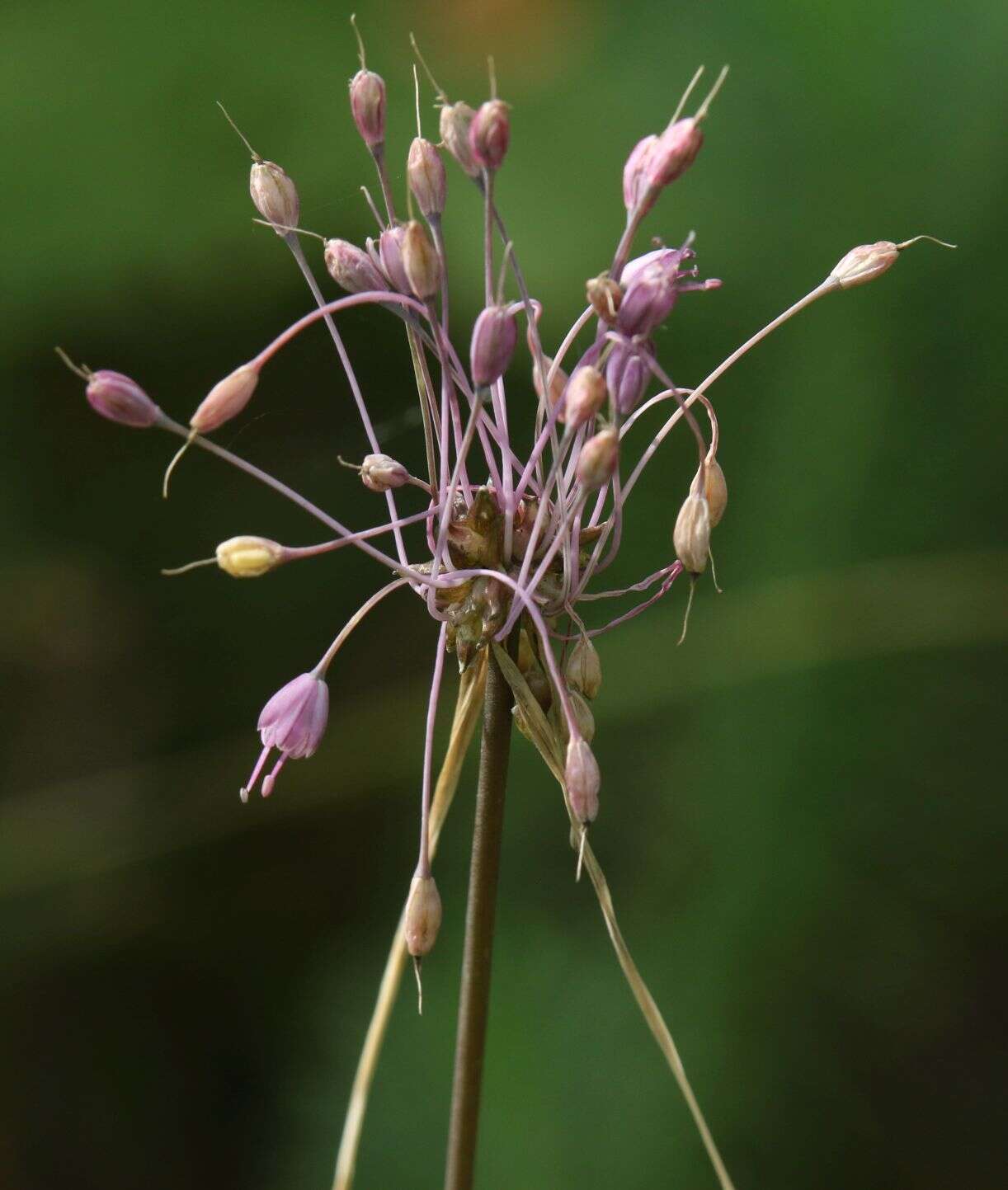Image of Allium carinatum subsp. carinatum