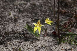 Image of Caladenia flava subsp. flava