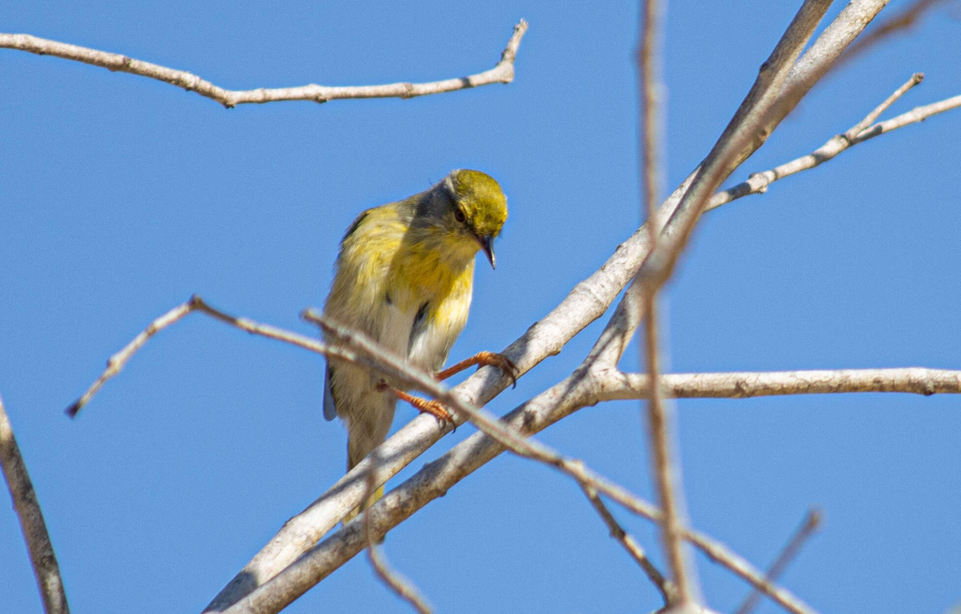 Imagem de Neomixis tenella (Hartlaub 1866)