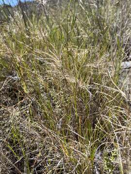 Imagem de Muhlenbergia utilis (Torr.) Hitchc.