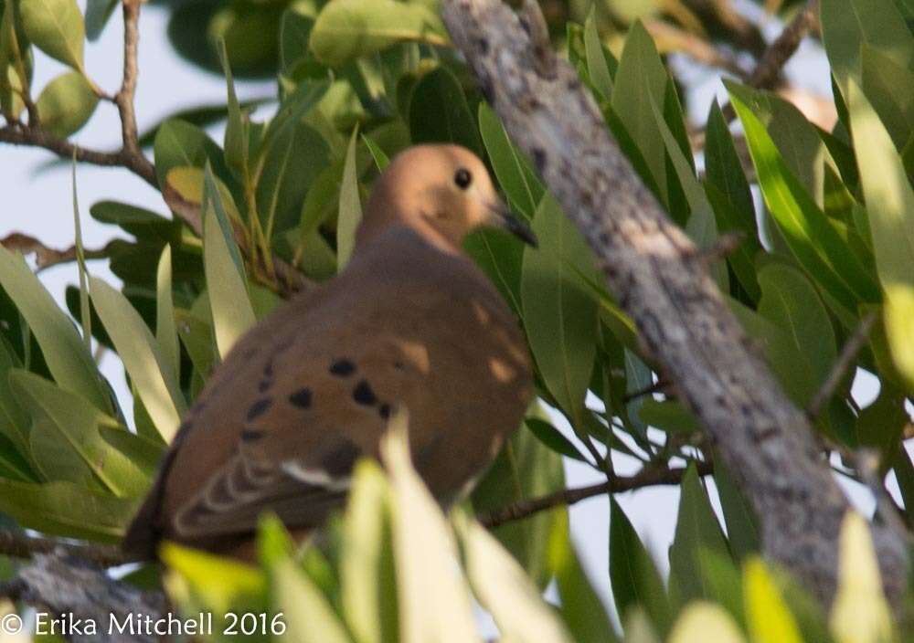 Imagem de Zenaida aurita (Temminck 1809)