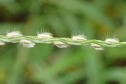 Image of Asian crabgrass