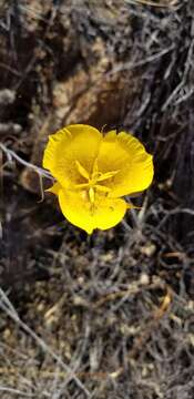 Image of Weed's mariposa lily