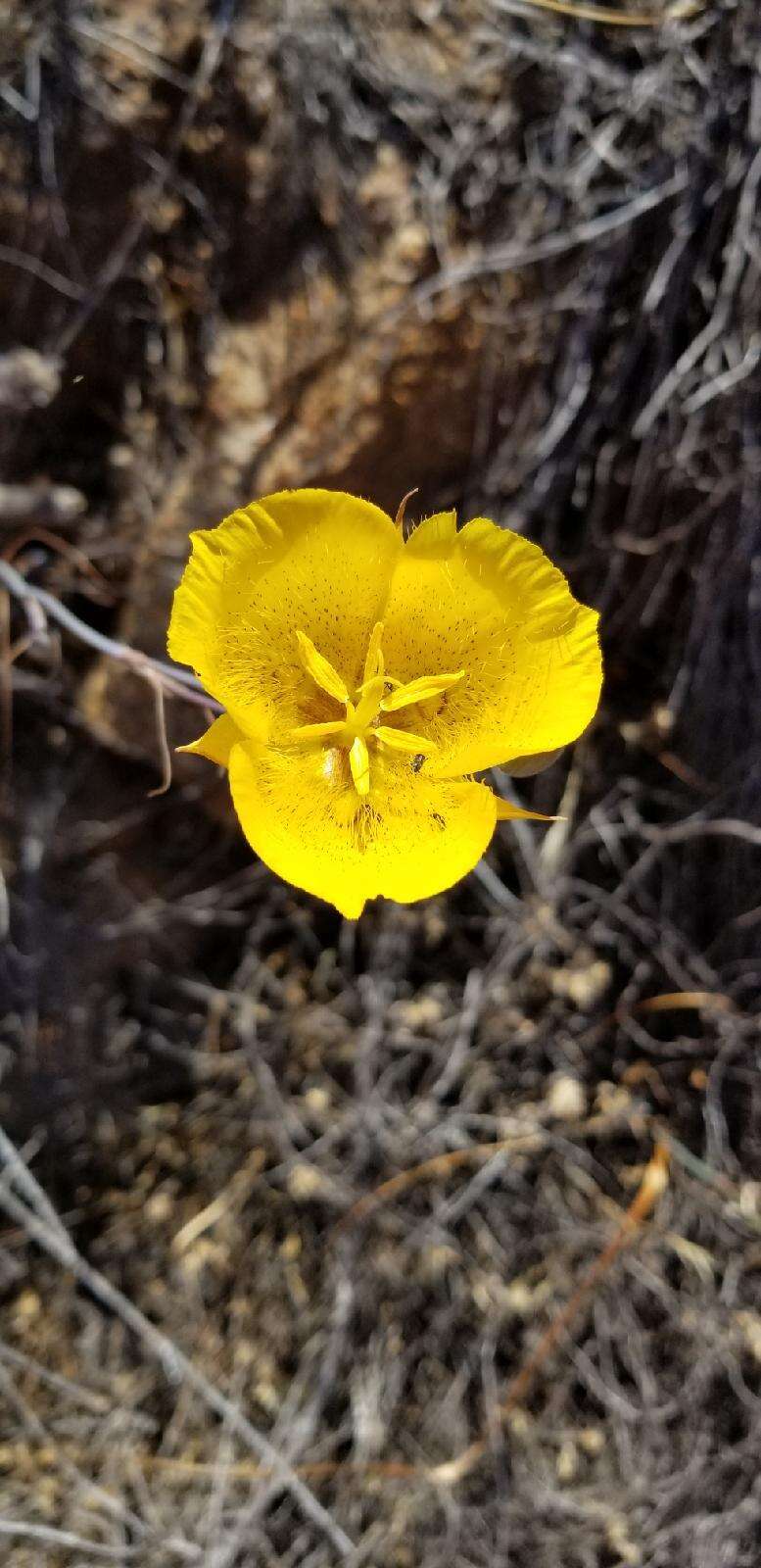 Image of Weed's mariposa lily