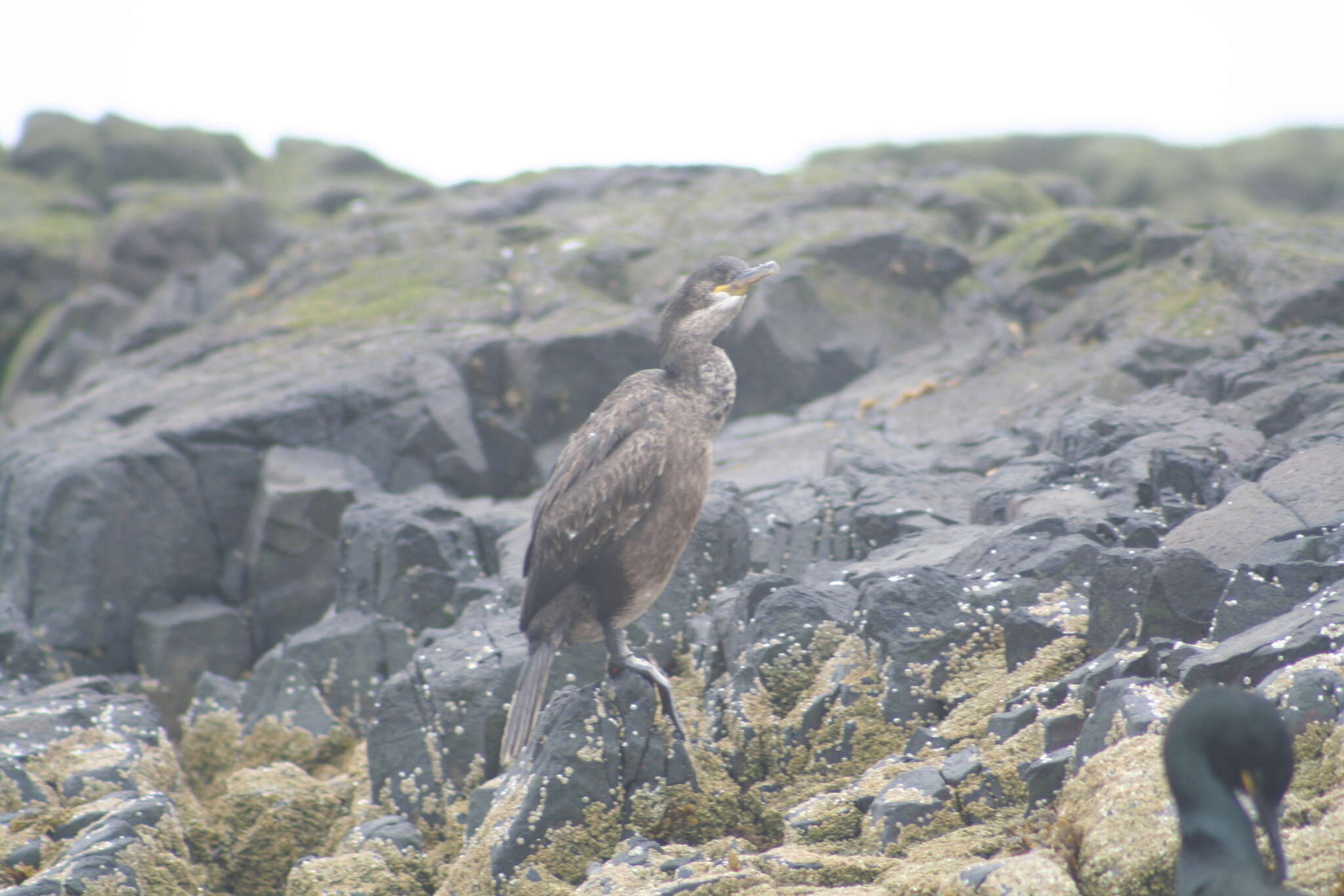 Image of <i>Gulosus aristotelis</i>