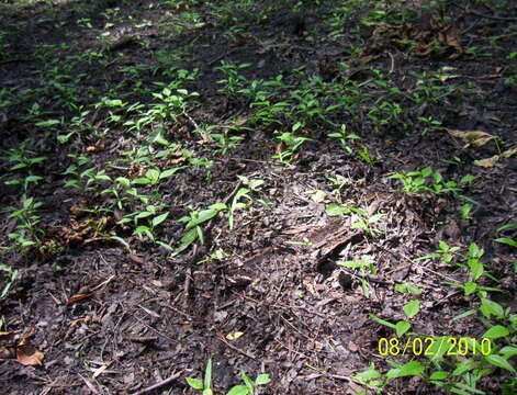 Image of Fraxinus pennsylvanica var. pennsylvanica