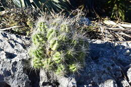 Image of Echinocereus parkeri subsp. parkeri