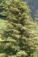 Image of Picea abies var. abies