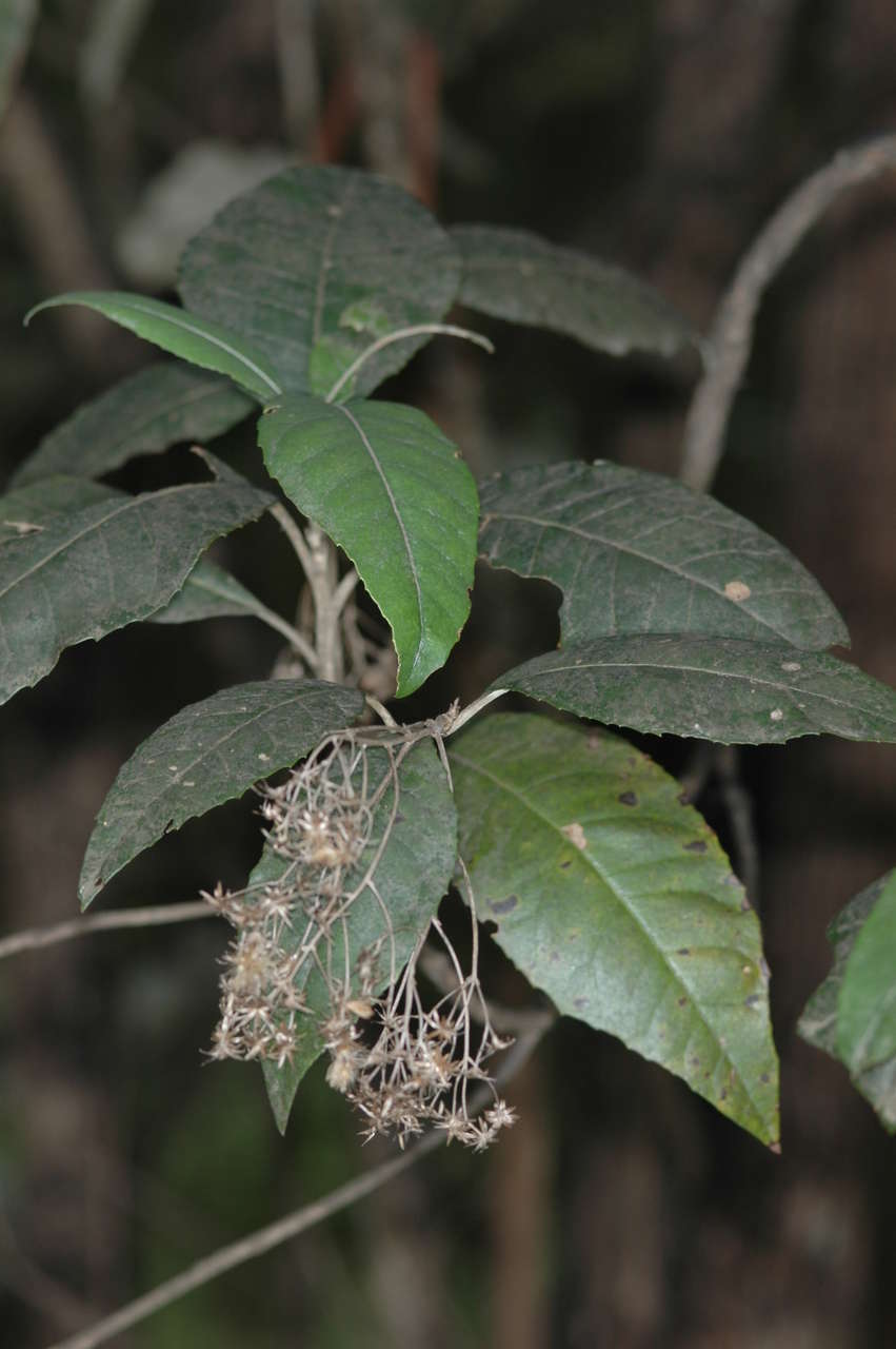 Image of Musk daisy Bush