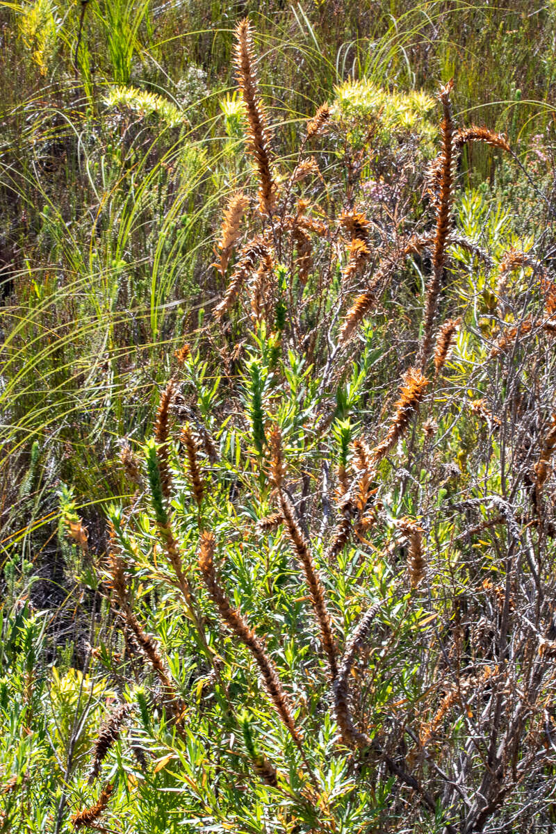 Image of Cliffortia heterophylla Weim.