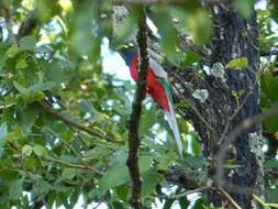 Image of African Trogons