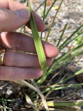 Image of Javanese flatsedge