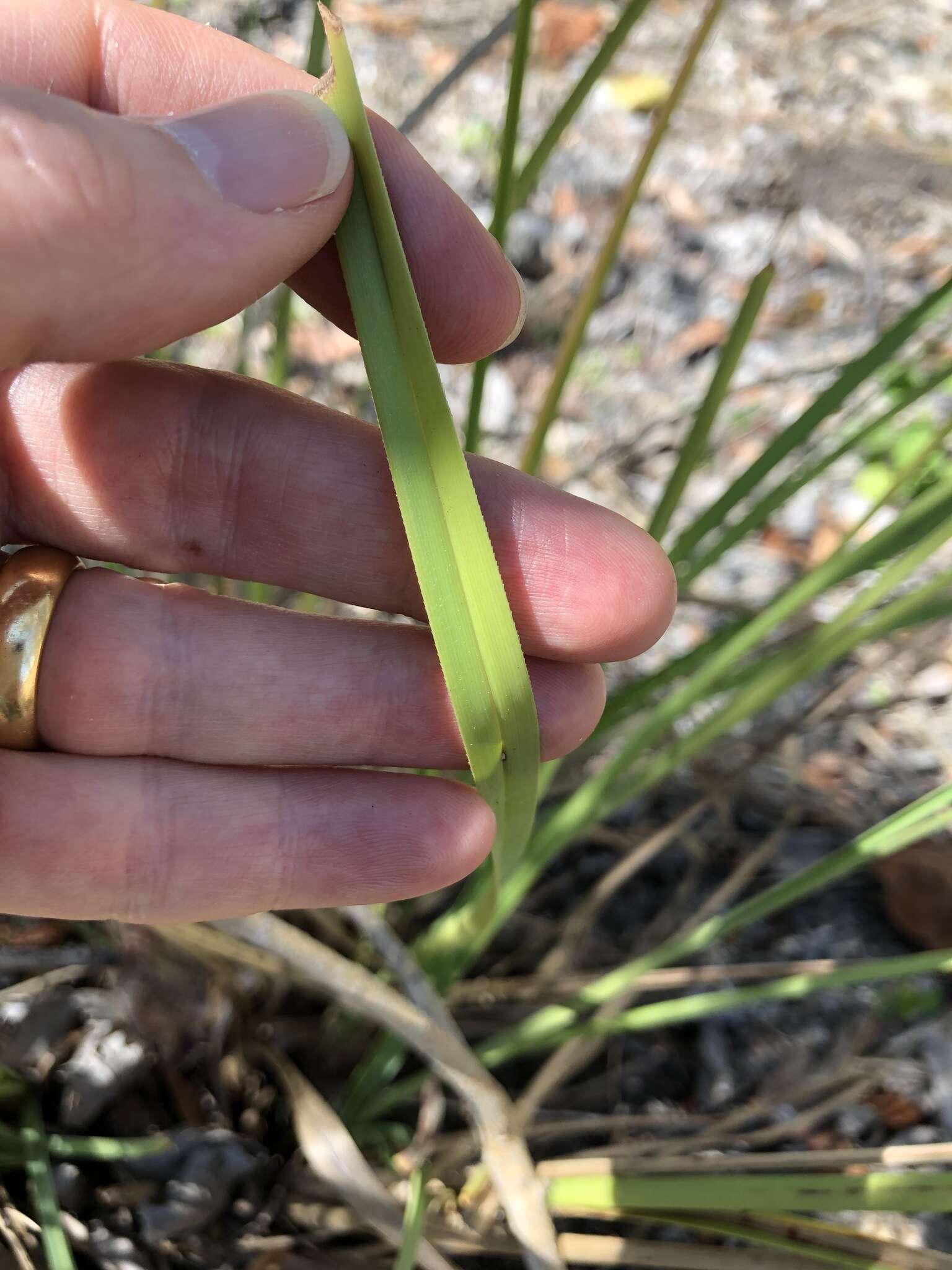 Слика од Cyperus javanicus Houtt.