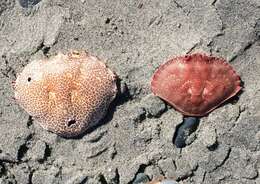 Image of Atlantic Rock Crab