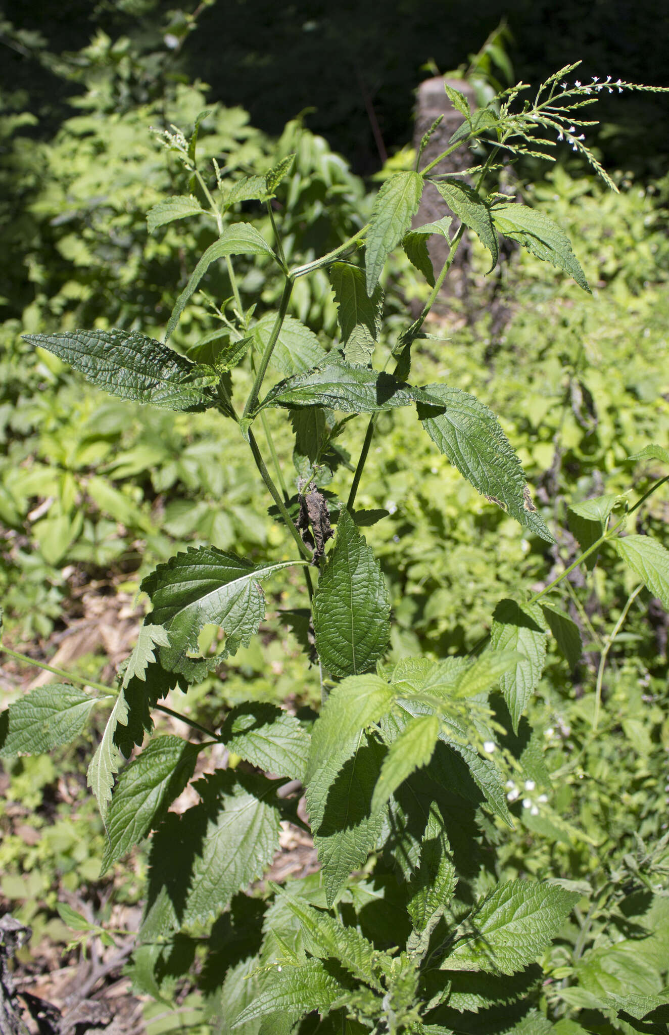 Image of white vervain