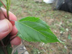 Imagem de Acmella oppositifolia (Lam.) R. K. Jansen