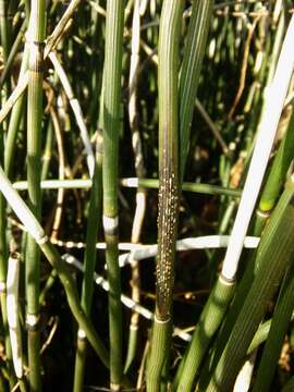 Image of Equisetum hyemale subsp. hyemale