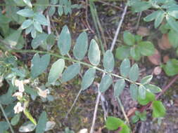 Astragalus miser var. hylophilus (Rydb.) Barneby resmi