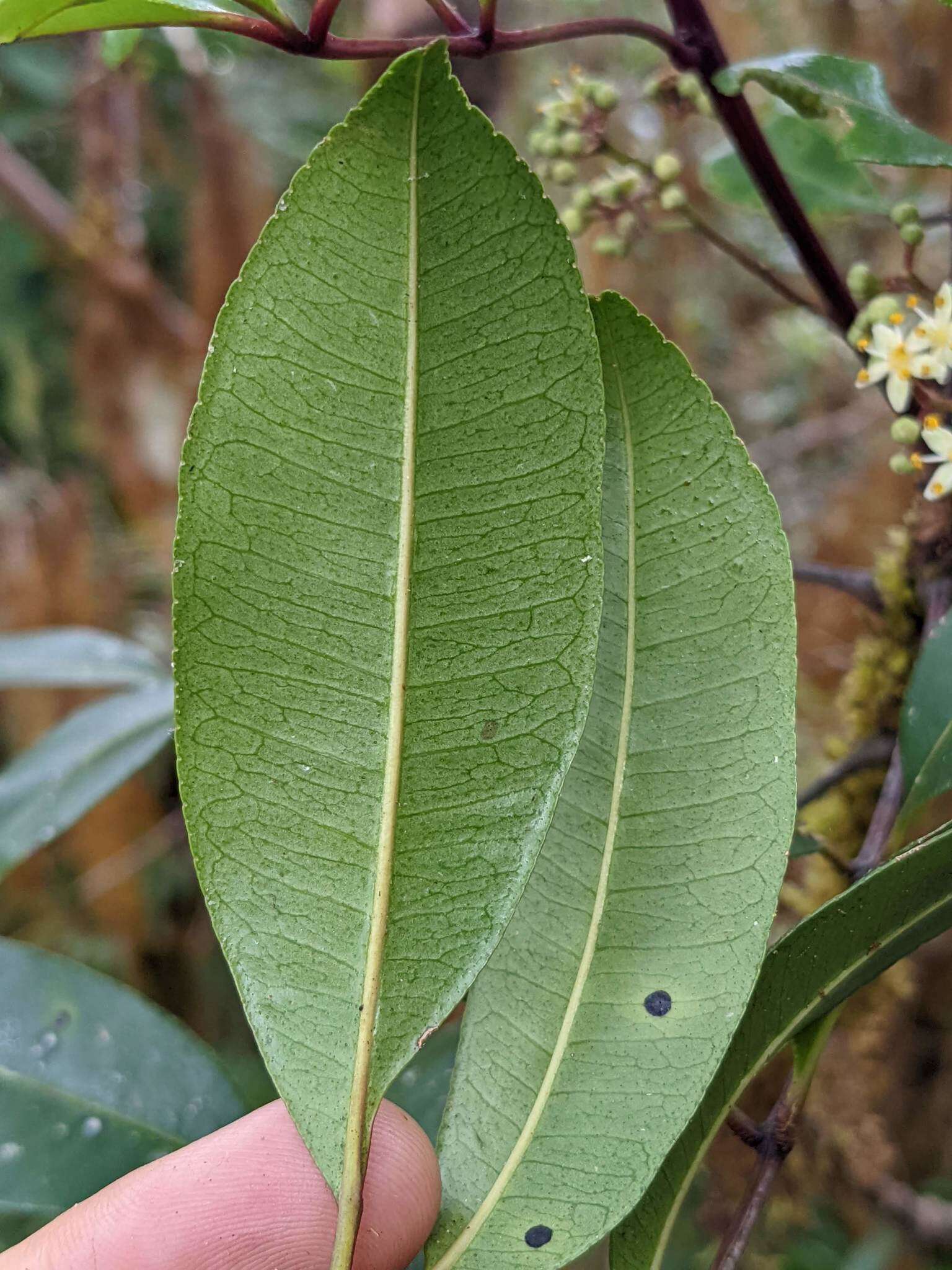 Image de Zanthoxylum melanostictum Schltdl. & Cham.