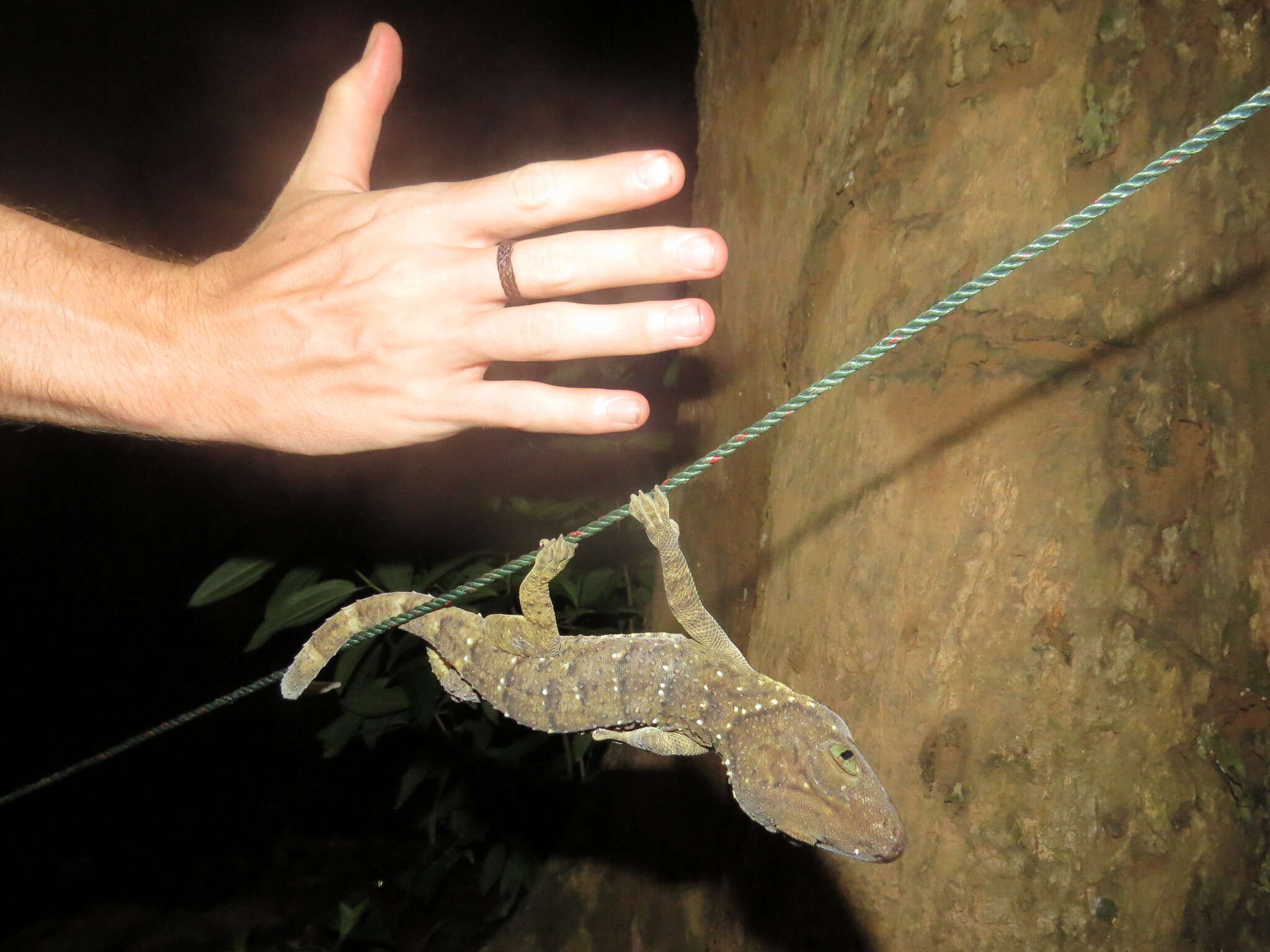 Gekko albofasciolatus (Günther 1867)的圖片