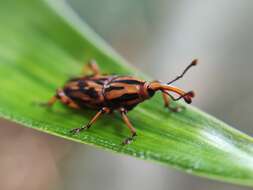 Image of Weevil