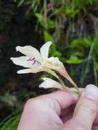 Plancia ëd Gladiolus angustus L.