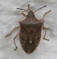 Image of One Spotted Stink Bug