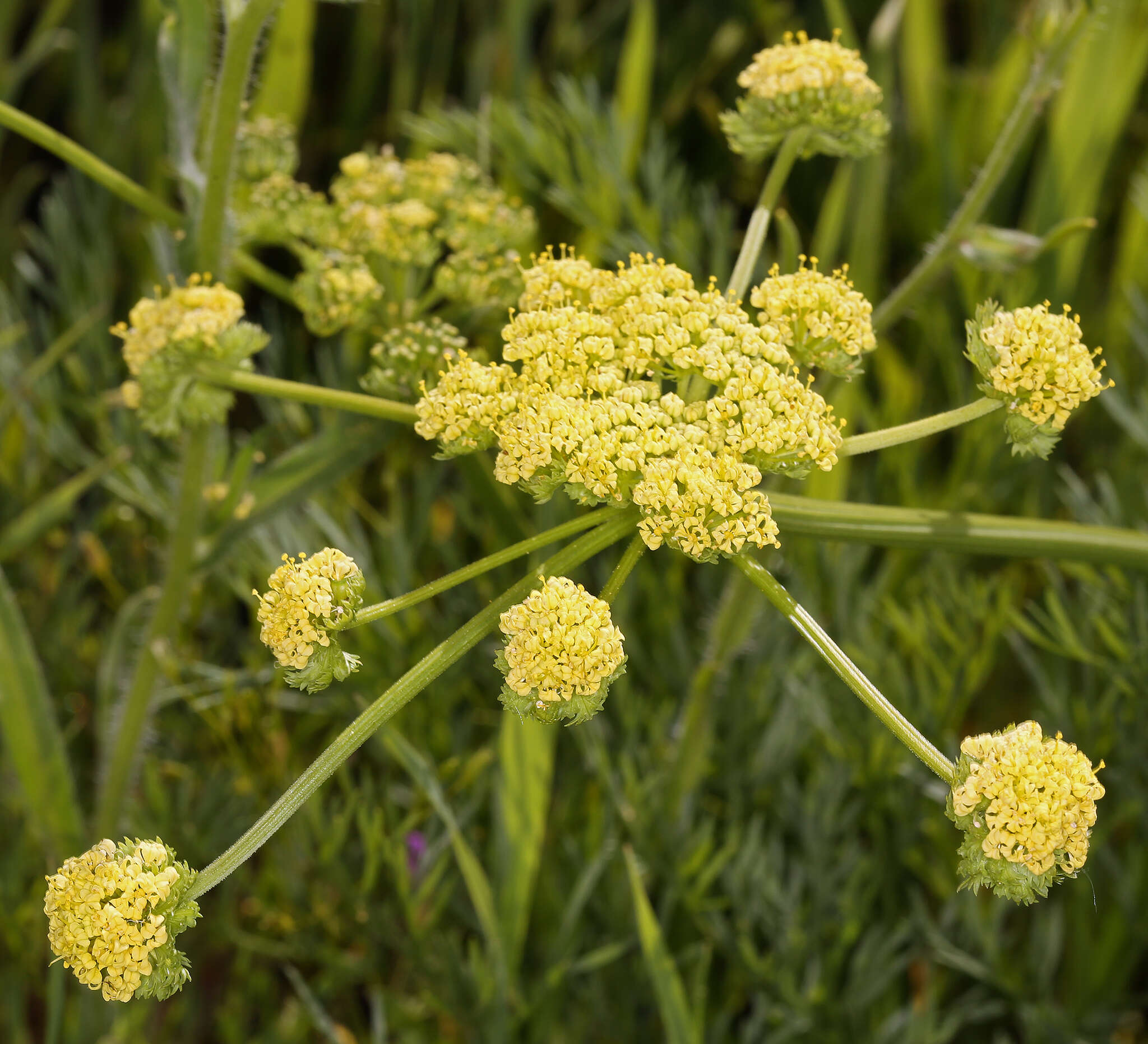 Lomatium caruifolium var. denticulatum (Jepson) Jeps.的圖片