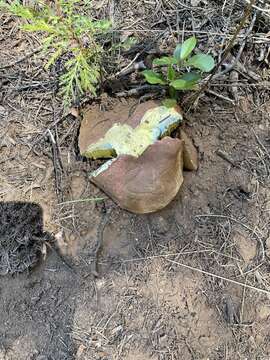 Image of Butyriboletus primiregius D. Arora & J. L. Frank 2014