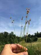 Image of Ring-Seed Rush