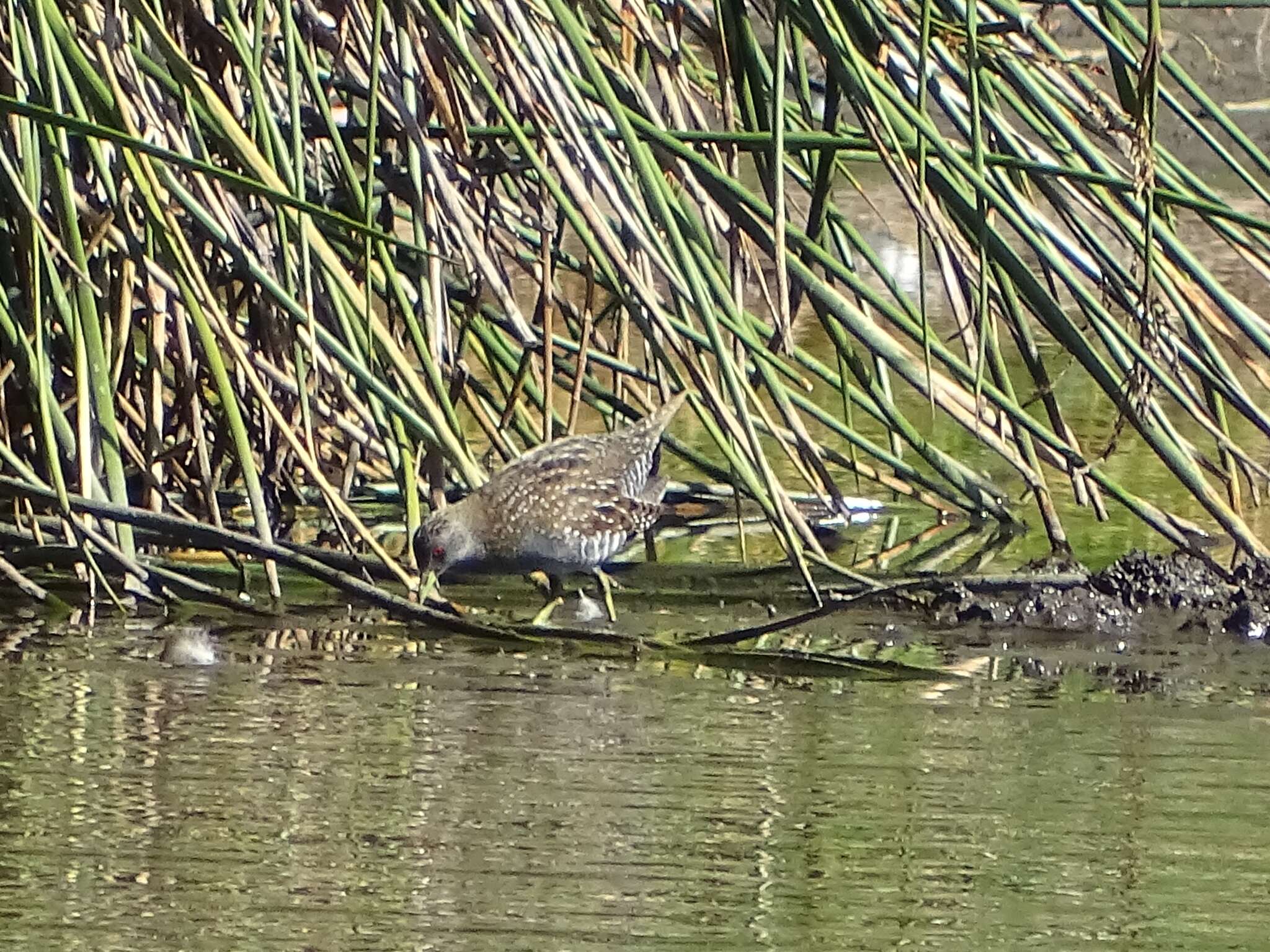 Image of Australian Crake