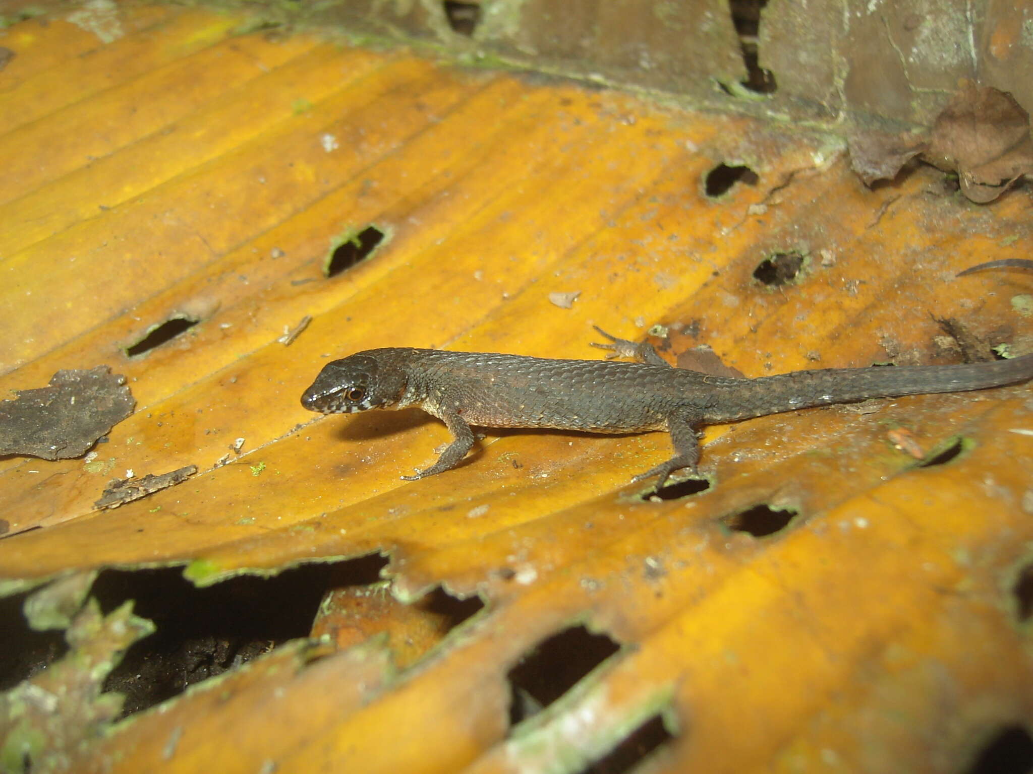 Image of Keel-Bellied Shade Lizard