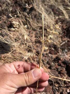 Imagem de Eragrostis cilianensis (All.) Janch.